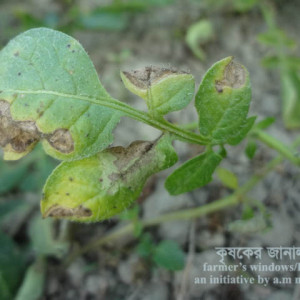 আলুর আগাম ধ্বসা রোগ