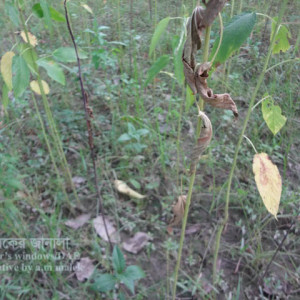 পাটের গোড়া পঁচা রোগ