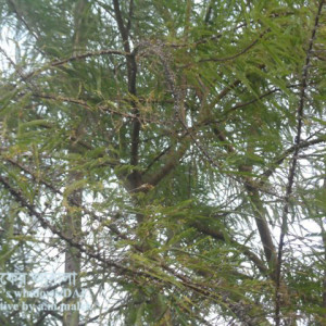 আমলকির স্কেল পোকা