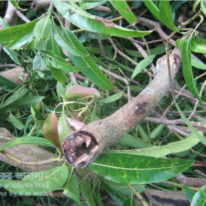 আমের কান্ড ছিদ্রকারি পোকা