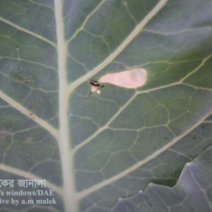 ফুলকপির ফ্লি বিটল পোকা