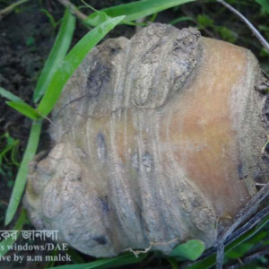 গাজরের দাদ রোগ